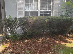 Bush Trimming by Patrick Paul for James J. in Minneola, FL