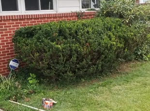 Bush Trimming by Benjamin Newkirk for Laura K. in Baltimore, MD