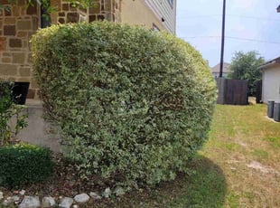 Bush Trimming by Taylor Hanna for Michael C. in San Antonio, TX