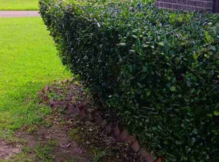Bush Trimming by Johnny Hall for James J. in Jackson, MS