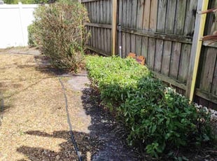 Bush Trimming by Sophia Johnson for Srinaga P. in Tampa, FL