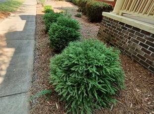 Bush Trimming by King Odeh for Tino L. in Douglasville, GA