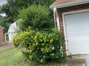 Bush Trimming by DeShawn Piggee for Nicole L. in Hampton, VA
