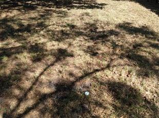 Leaf Removal by Donald Austile for Richard A. in Lakeland, FL