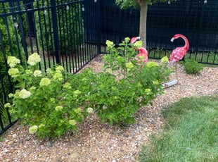Weeding by Jeremy Jones for Manuel C. in Murfreesboro, TN