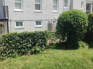 Bush Trimming by Allan Roberts for Iris E. in Washington, DC