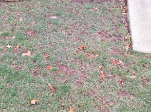 Leaf Removal by Anil Singh for Carl P. in Bristow, VA