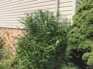 Bush Trimming by Japheus Sanders for Graham D. in Troy, MI