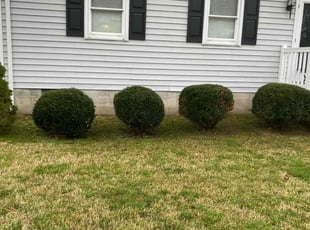 Bush Trimming by Jaquez Luke for Nathan K. in Richmond, VA