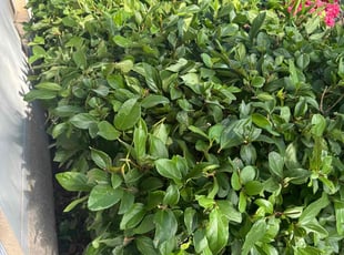 Bush Trimming by Ben Handy for Chris D. in Orlando, FL