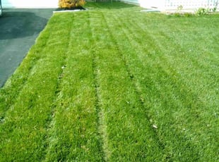 Marlene w.'s Yard Cutting service result