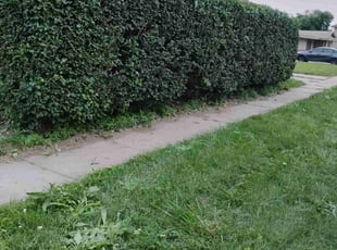 Bush Trimming by Craig Keyser for Jim G. in Carter Lake, IA