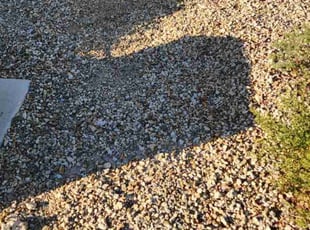 Weeding by Lamont Johnson for James L. in North Las Vegas, NV