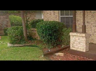 Bush Trimming by Gladys Smith-Duran for Faye S. in DeSoto, TX