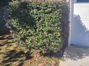 Bush Trimming by Maurice Dubose for Lawrence S. in Pensacola, FL