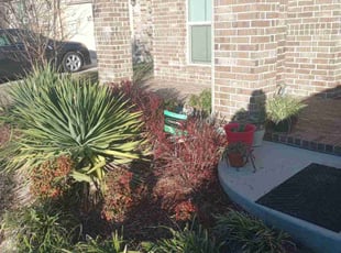 Bush Trimming by William McGuire for Hamilton C. in Fort Worth, TX