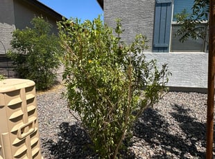 Bush Trimming by Kenneth Cannon for Sebitu D. in Phoenix, AZ