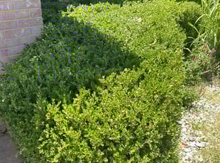 Bush Trimming by Humberto Martinez for Isiah m. in Amarillo, TX