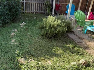 Weeding by Eddie Sandoval for Antonio M. in Leander, TX