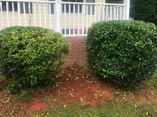Bush Trimming by Michael Gregory for Judy P. in Rock Hill, SC