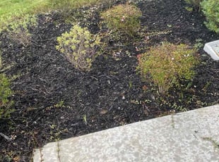 Bush Trimming by Keily Delgado Preciado for Anil A. in Pflugerville, TX