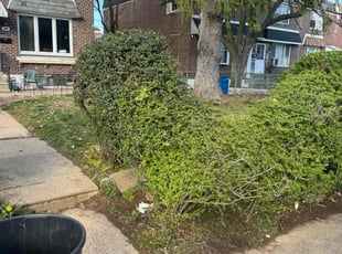 Bush Trimming by Norberto Soto for Jade L. in Philadelphia, PA