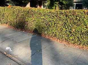 Bush Trimming by Juan Martinez for Chelsea s. in Stockton, CA