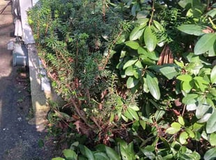 Bush Trimming by Gregory Warren for Robert L. in North Providence, RI