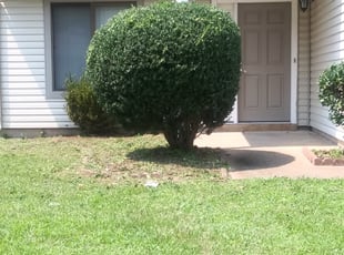 Bush Trimming by Jonathan Felton for Cassaundra B. in Chesapeake, VA