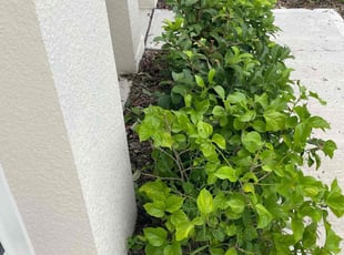 Bush Trimming by Karol Frisancho for Veronica B. in DeLand, FL