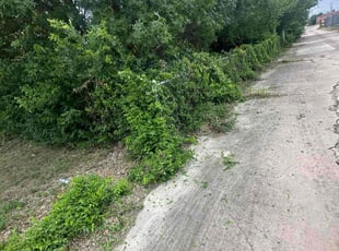 Bush Trimming by Lacy Dixon for Dawn G. in Universal City, TX