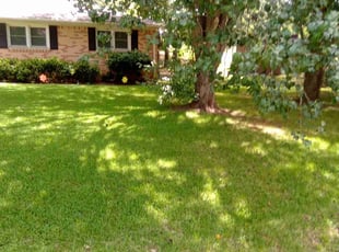 Sandra S.'s Grass Cutting service result