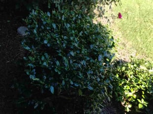 Bush Trimming by John Brown for Leslie T. in McKinney, TX