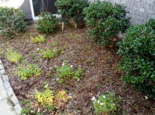 Weeding by Randall Mulvehill for Chris Z. in Birmingham, AL