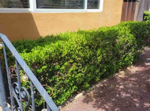 Bush Trimming by Jolon Sanders for Avantika S. in San Diego, CA