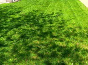 Eftin E.'s Lawn Care service result