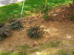 Weeding by Royce Jenkins for Beatrice K. in Yorktown, VA
