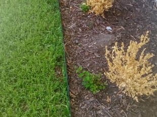 Weeding by Quashell Gumbs for Vanessa E. in Houston, TX