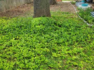 Cleanups by M L for Maggie S. in San Antonio, TX