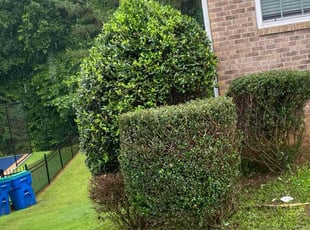 Bush Trimming by Miatece Hodge for Michael H. in Fairburn, GA