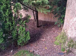 Leaf Removal by Nicole Carter for Brandon F. in Midlothian, VA
