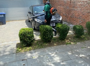 Bush Trimming by Caree Keith for Tripp C. in Washington, DC