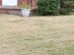 Bush Trimming by Dameatric Taylor for Jennifer H. in Asheville, NC