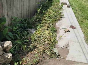 Bush Trimming by Brenton Cosby for Jason L. in Chicago, IL