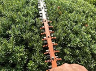 Bush Trimming by Dave Ehrenberg for John G. in Columbus, OH