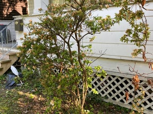 Bush Trimming by Melford Franklin for William H. in Baltimore, MD