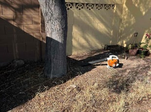 Leaf Removal by Michael Rizzo for Monica H. in Mesa, AZ