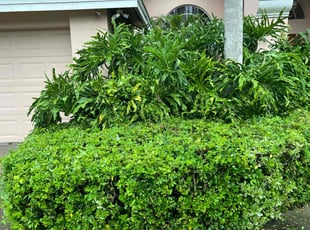 Bush Trimming by Rick Rogers for Pete M. in Odessa, FL