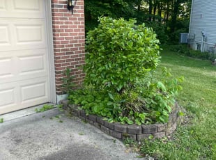 Bush Trimming by Josiah Gibbs for Emma Marie P. in Maineville, OH