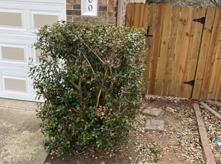 Bush Trimming by Benito Perez for Davey W. in Cedar Park, TX